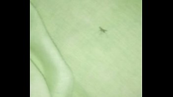 Interracial Mosquito